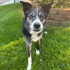 Negan, Collie, Border, senior, available for adoption