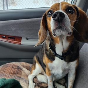 Pepper, Beagle, senior, available for adoption