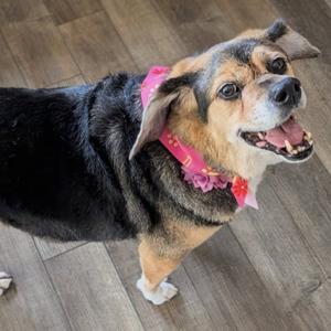 Nova, Beagle, senior, available for adoption