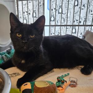 Shiv, kitten, available for adoption
