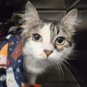 Ivy, young, available for adoption