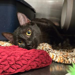Shadow, kitten, available for adoption