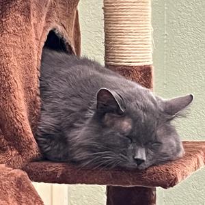 Cole, adult, available for adoption