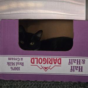 Jackie, young, available for adoption