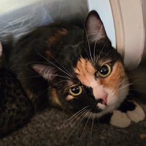 Cali, young, available for adoption