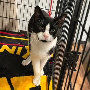 Bruce, young, available for adoption