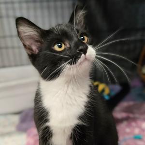 Mittens, kitten, available for adoption