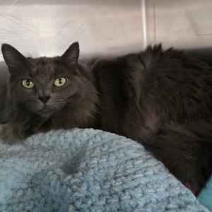 Latch, adult, available for adoption