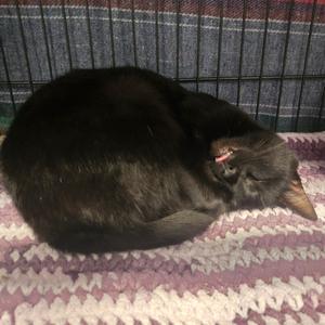 Dagger, young, available for adoption