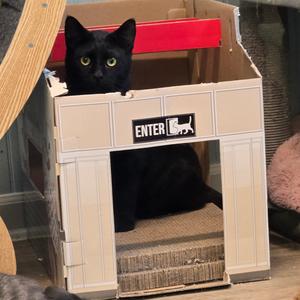 Mateo, young, available for adoption