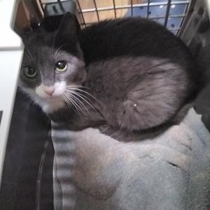 A gray and white cat with green eyes is sitting on a blue blanket inside a carrier.