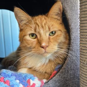 Berlioz, young, available for adoption