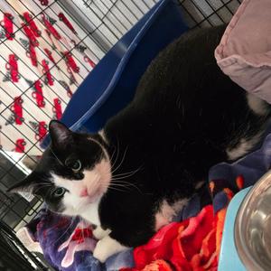 Drake, adult, available for adoption