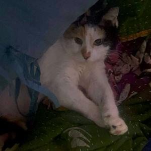 Ashley, senior, available for adoption