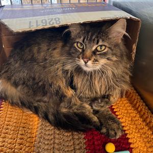 Rosie, adult, available for adoption