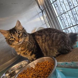 Shank, kitten, available for adoption