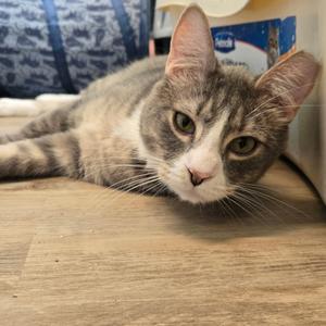 A grey and white tabby cat lies on a wooden floor, looking towards the camera with its head resting on the floor.