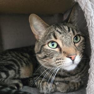 A tabby cat with green eyes is lying in a cat bed, looking directly at the camera.