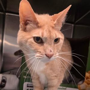 Buggy, senior, available for adoption