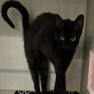 Onyx, young, available for adoption
