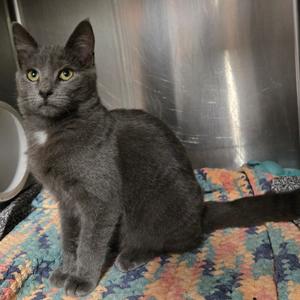 A gray cat sitting on a colorful blanket