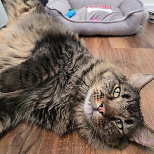 Fin, adult, available for adoption