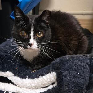 Momma, senior, available for adoption