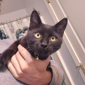 A black cat with yellow eyes being held by a person's hand.