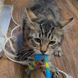 A tabby cat playing with a colorful toy on a wooden floor.