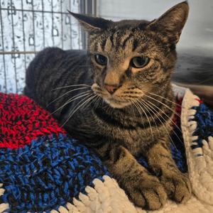 Mister Brock, adult, available for adoption