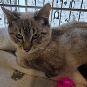 Carver, kitten, available for adoption