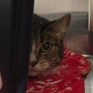 Kiki, senior, available for adoption