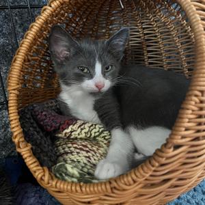 Lord John Grey, kitten, available for adoption