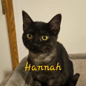 Hannah, kitten, available for adoption