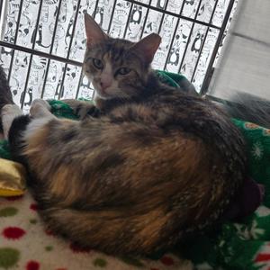 Momma Sadie, young, available for adoption