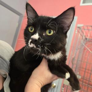 Frodo, young, available for adoption