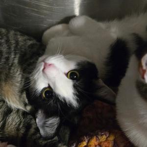 A close-up of a black and white cat with large, expressive eyes, lying on its back and looking up at the camera. The cat has a fluffy white chest and paws, and its head is tilted to the side. The background appears to be a soft, textured surface, possibly a blanket or cushion.