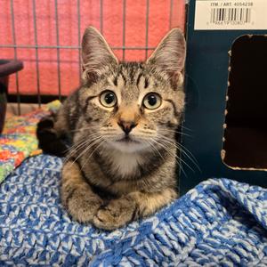 Skewer, kitten, available for adoption