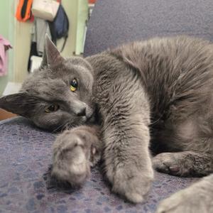 A gray cat lying on a purple surface with its head resting on its paw.