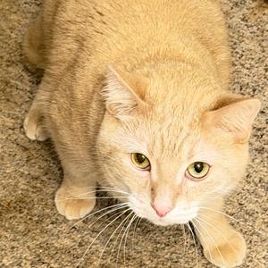A close-up of a light orange tabby cat with green eyes, lying on a textured surface.