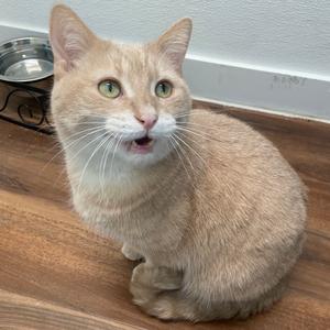 A light-colored cat with green eyes sitting on a wooden floor, looking up with its mouth slightly open.