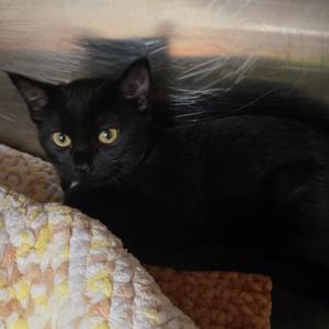 Razzleberry, kitten, available for adoption