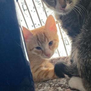 Cubby, kitten, available for adoption