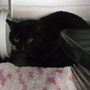 Mischief, senior, available for adoption