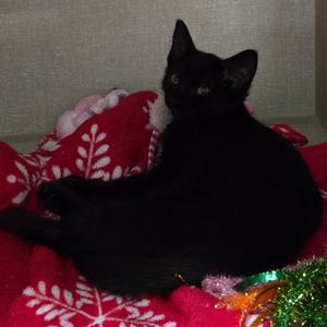 Jet, kitten, available for adoption