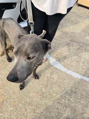 A gray dog with a black nose and ears standing on a concrete surface, looking up at the camera.