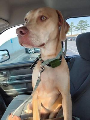 Maple May, Weimaraner / Labrador Retriever, puppy, available for adoption