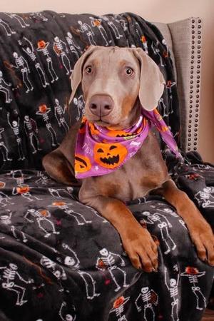 Rusty, Doberman Pinscher, puppy, available for adoption