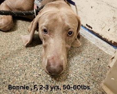 Bonnie, Weimaraner, young, available for adoption
