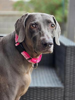 A close-up of a gray dog with a pink collar, looking directly at the camera.